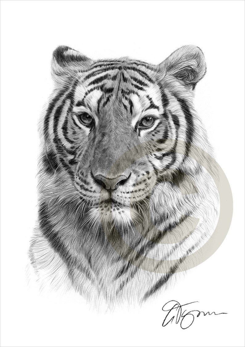 indian bengal tiger pencil