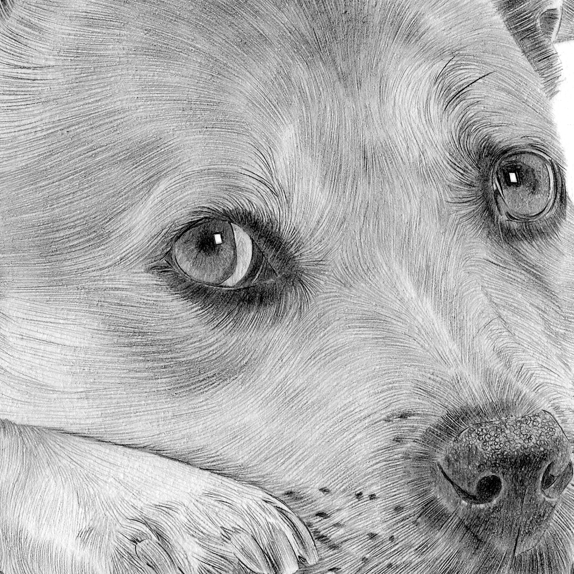 ☺︎ Staffordshire Bull Terrier - Pencil Drawing Print - Artwork