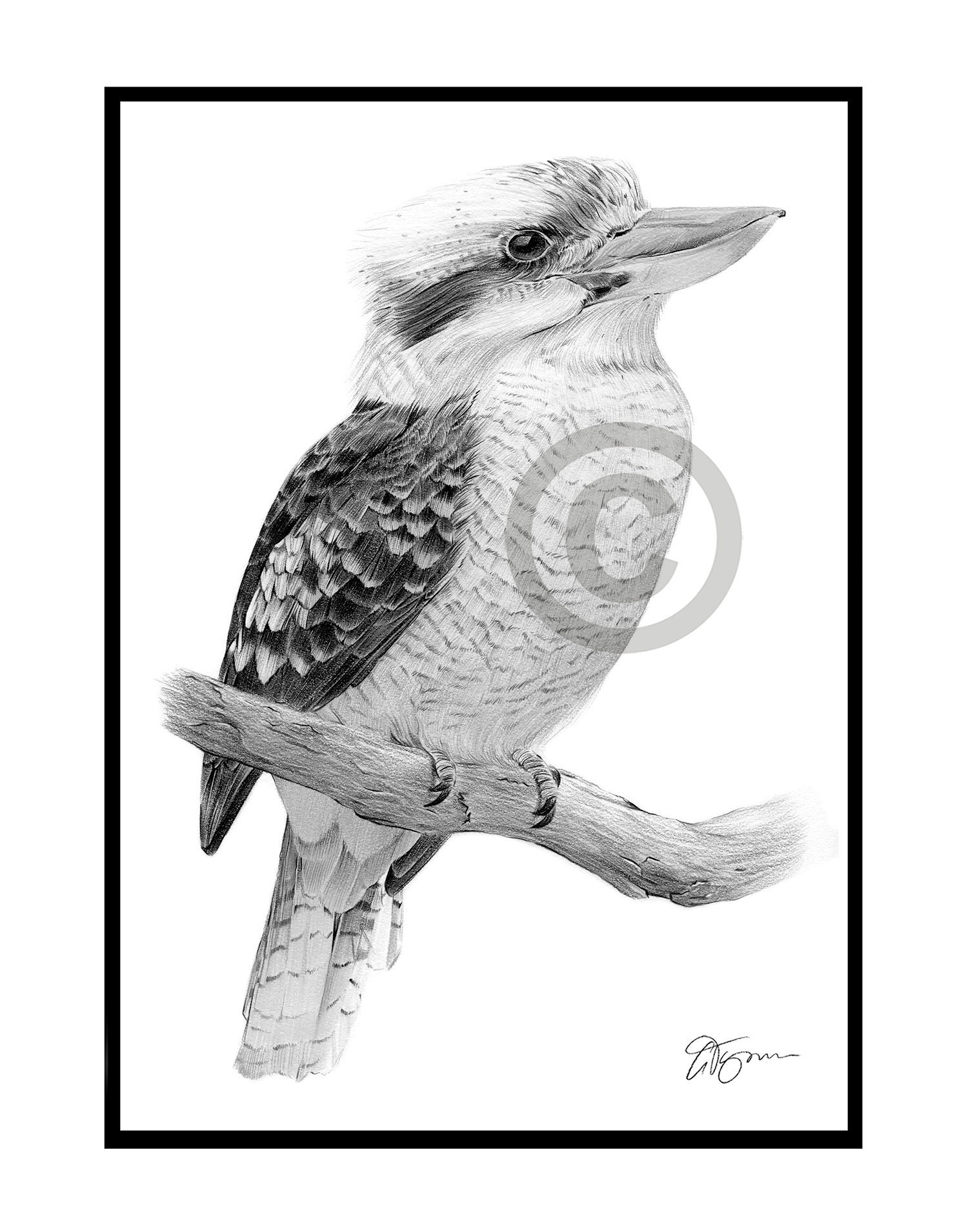 KOOKABURRA - オリジナル白黒鉛筆画 - ポートレートサイズ 11.75