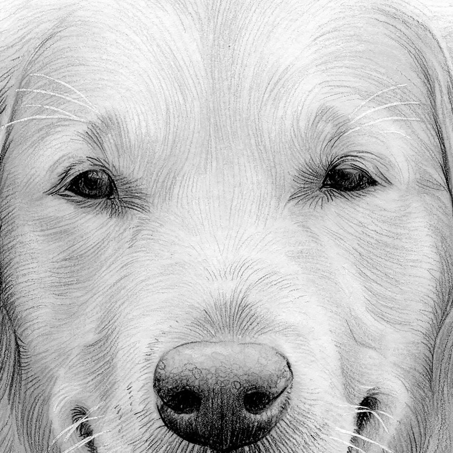 Golden Retriever Dog Pencil Drawing Instant Digital Download Artwork by