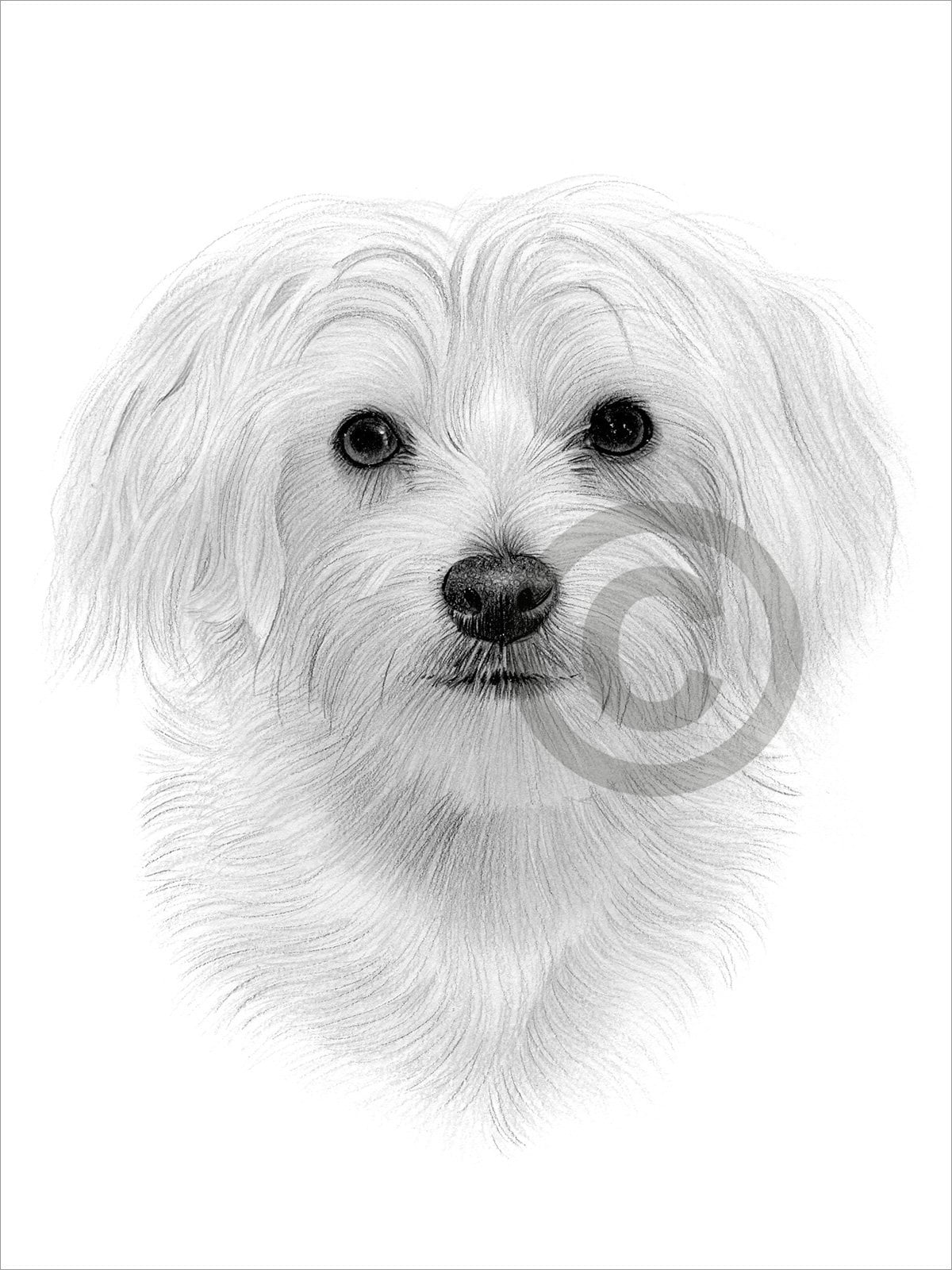 Buy Digital Download Pencil Drawing of a Maltese Dog Toy Breed Online in India - Etsy Buy Digital Download Pencil Drawing of a Maltese Dog Toy Breed Online in India - Etsy