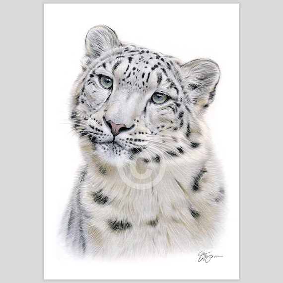 ユキヒョウ - 色鉛筆画プリント - 大型猫アート - アーティスト Gary