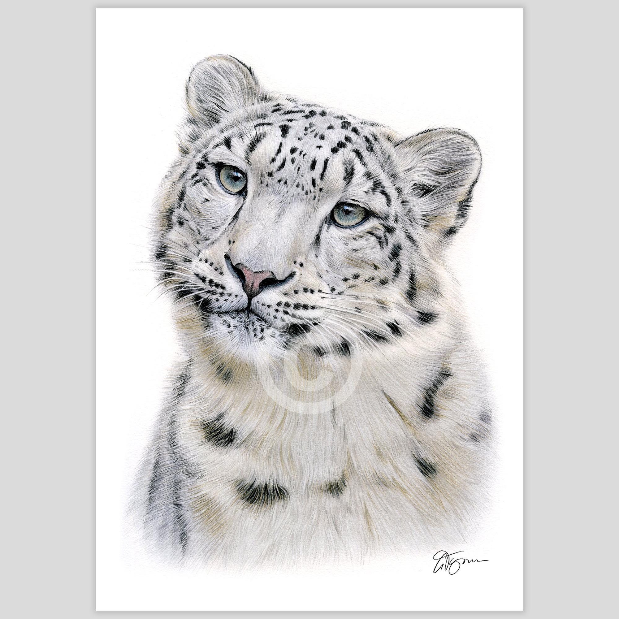 原画 デザイン画 雪豹 #70 ユキヒョウ - 色鉛筆画プリント - 大型猫アート - アーティスト