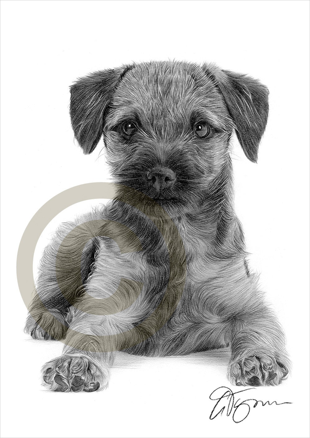 Grey hotsell border terrier