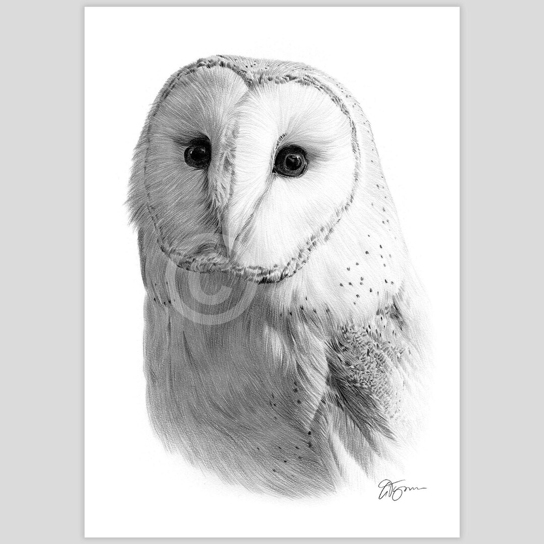 Barn Owl Color Pencl Drawng Prnt - Brd Sketch - Artwork Sgned by Barn Owl Color Pencl Drawng Prnt - Brd Sketch - Artwork Sgned by