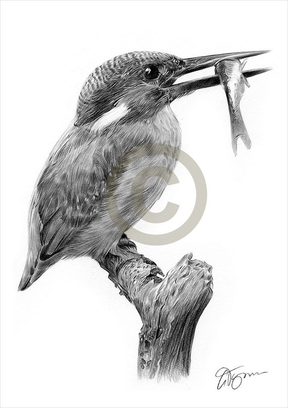 King fisher bird isolated on white. Sketch for... - Stock Illustration  [89276754] - PIXTA