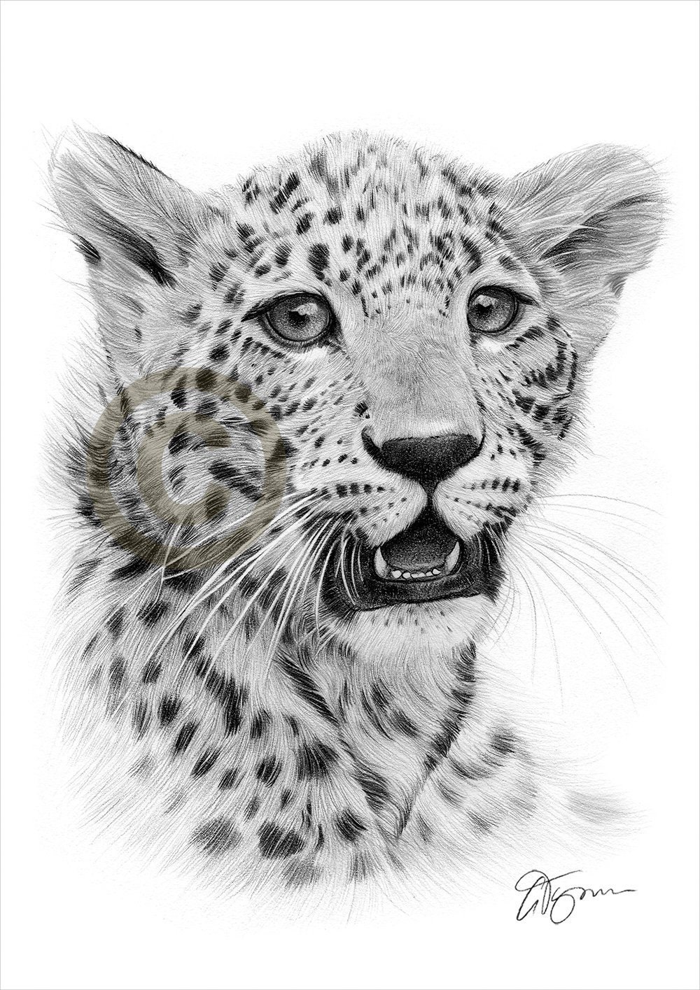 Cheetah Cub Pencil Drawing Print 2 Sizes Artwork Signed by image