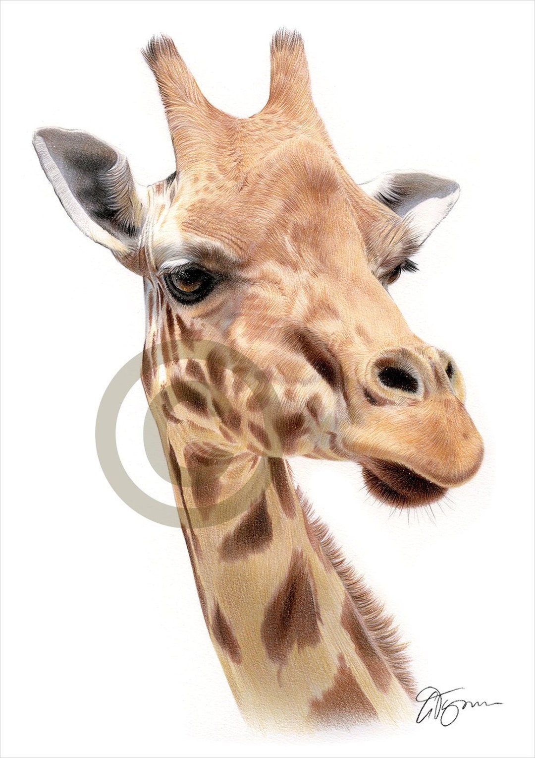 Giraffe Color Pencil Drawing