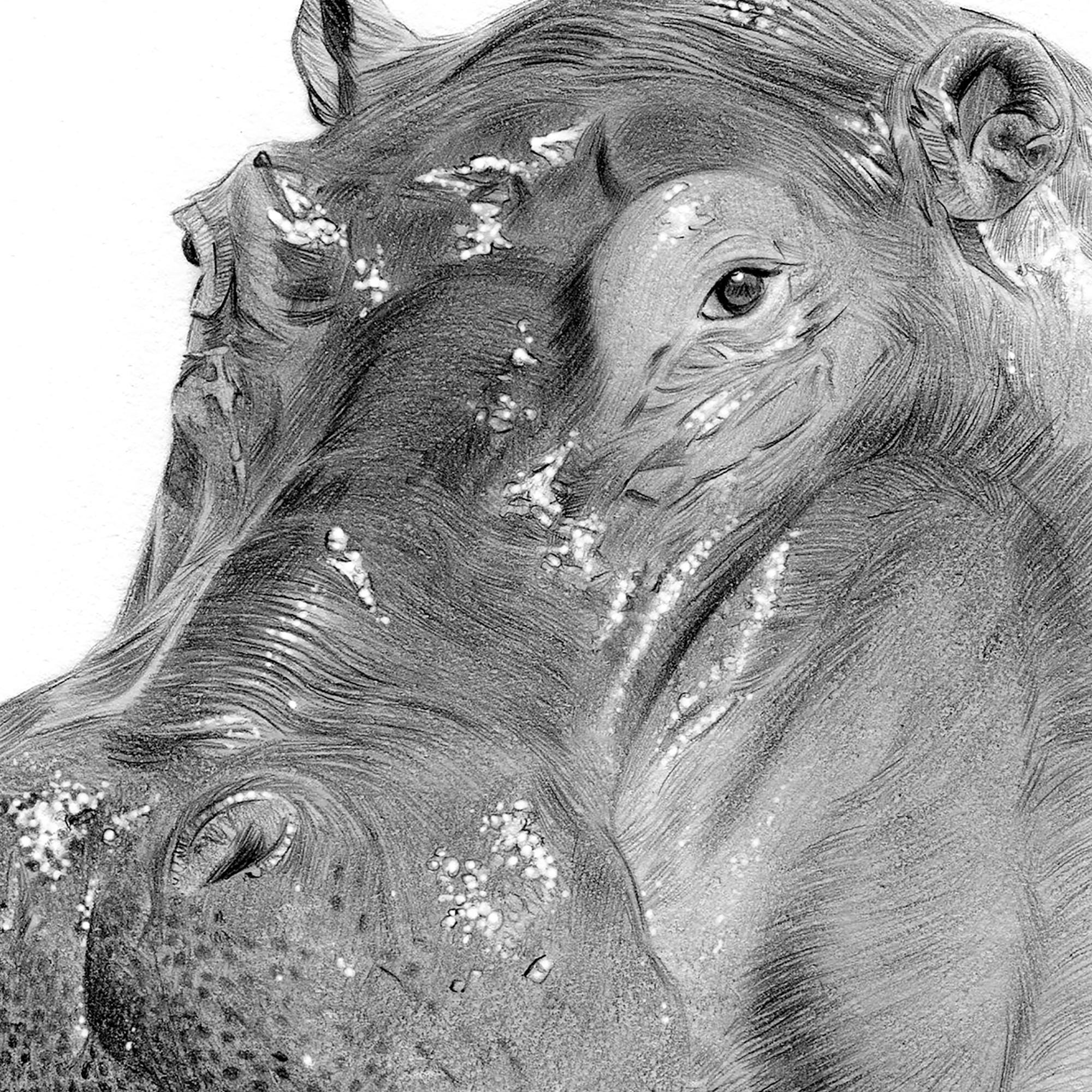 カバの鉛筆画プリント | 野生動物の肖像画 | アーティスト Gary Tymon