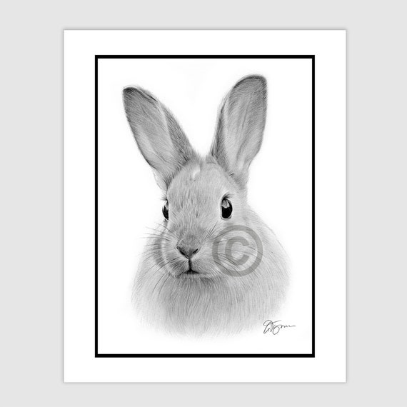 ウサギ - オリジナル白黒鉛筆画 - 肖像画サイズ 8