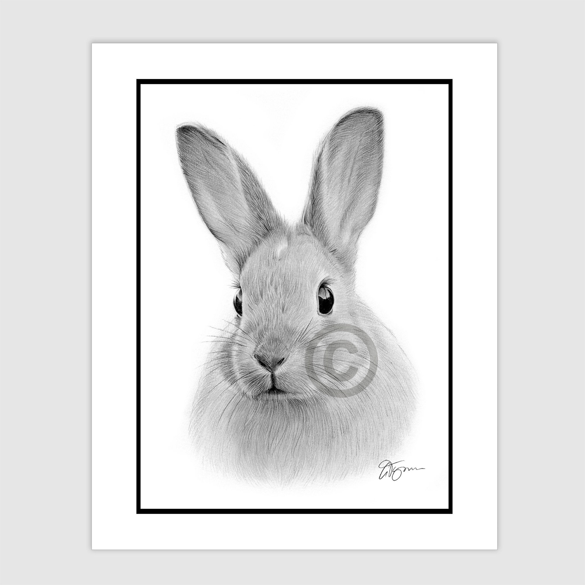 Pencil drawing of a cute rabbit head facing the front with shoul... -  Arthub.ai