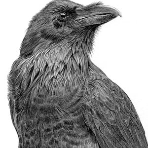 Close up of Raven pencil drawing artwork print by UK artist Gary Tymon.
