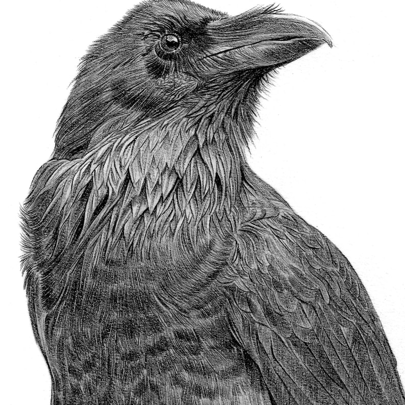 Close up of Raven pencil drawing artwork print by UK artist Gary Tymon.