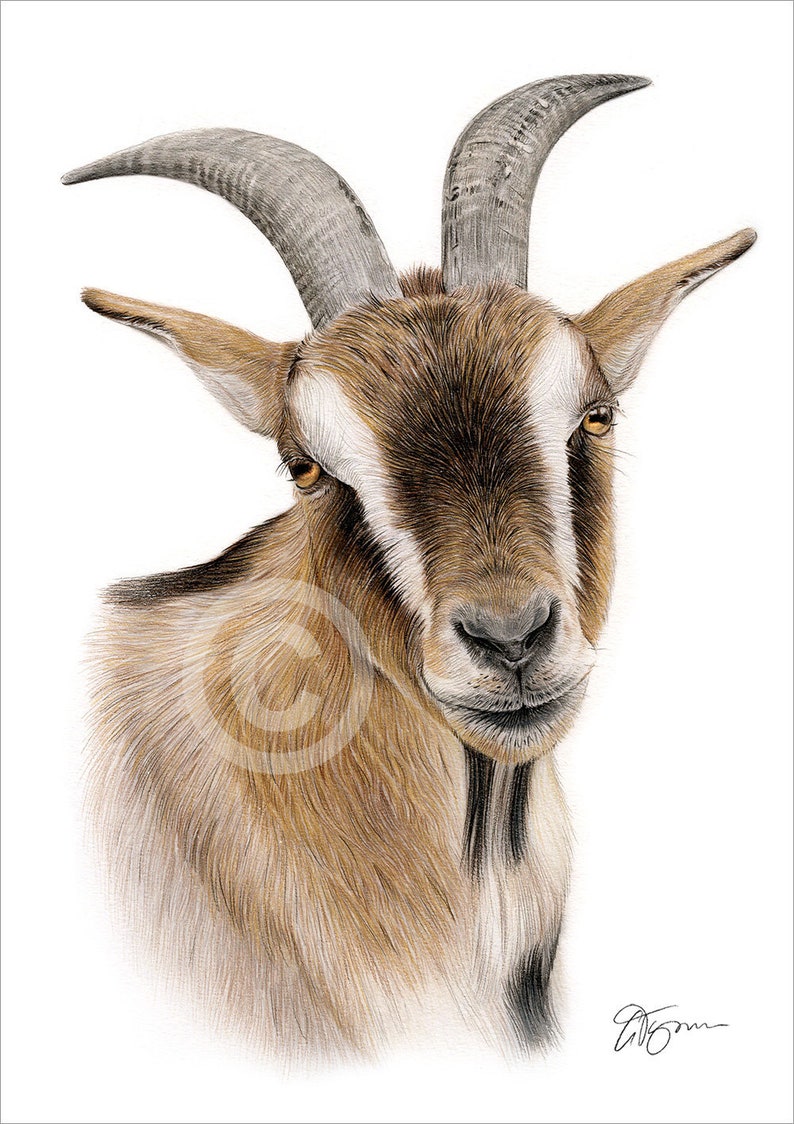 Goat color pencil drawing print wildlife art artwork Etsy 日本