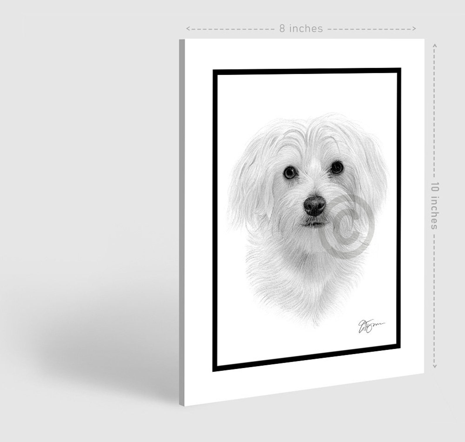 MALTESER HUND Original B&W Bleistiftzeichnung Portrait Etsy
