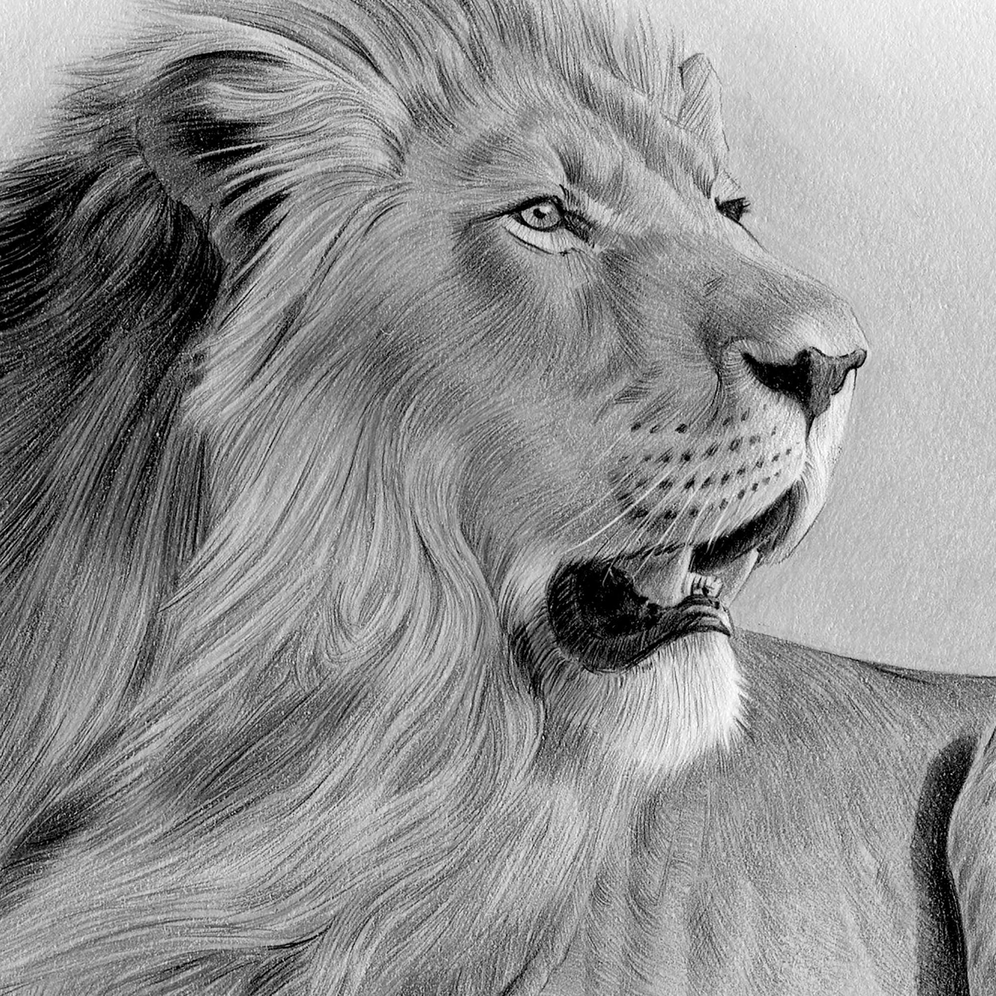 How to draw realistic lion - YouTube