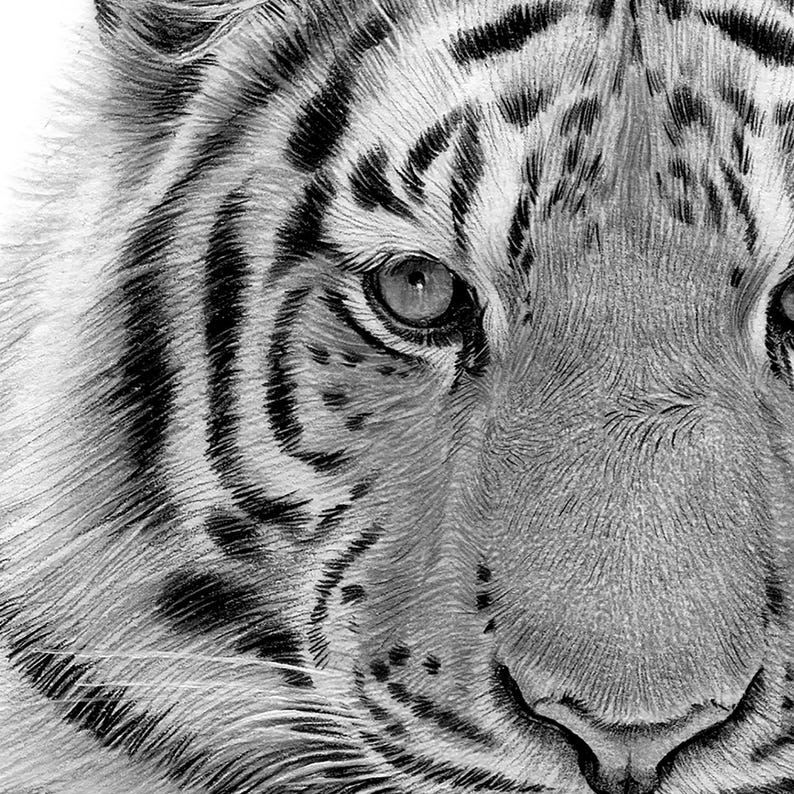 Close up of a digital download pencil drawing artwork of a Bengal Tiger, by UK artist Gary Tymon.