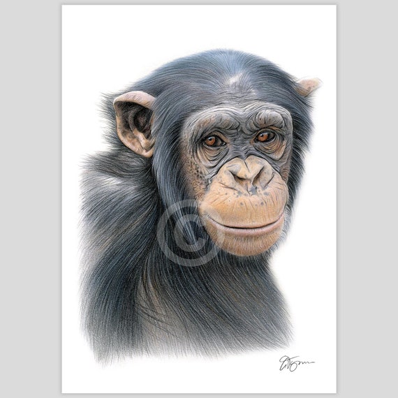 Buy Chimpanzee Artwork Signed by Artist Gary Tymon | Color Pencil