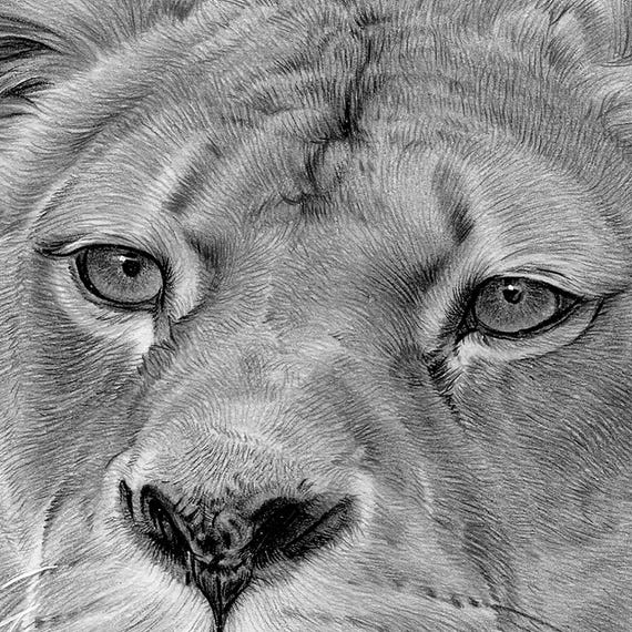 雌ライオンの鉛筆画 - 野生動物の肖像画、大型ネコ科動物のアート