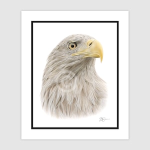 White-Tailed Eagle art | original colour pencil drawing | portrait size 10&quot; x 8&quot; (12&quot; x 10&quot; mount) | signed artwork watercolour bird sketch