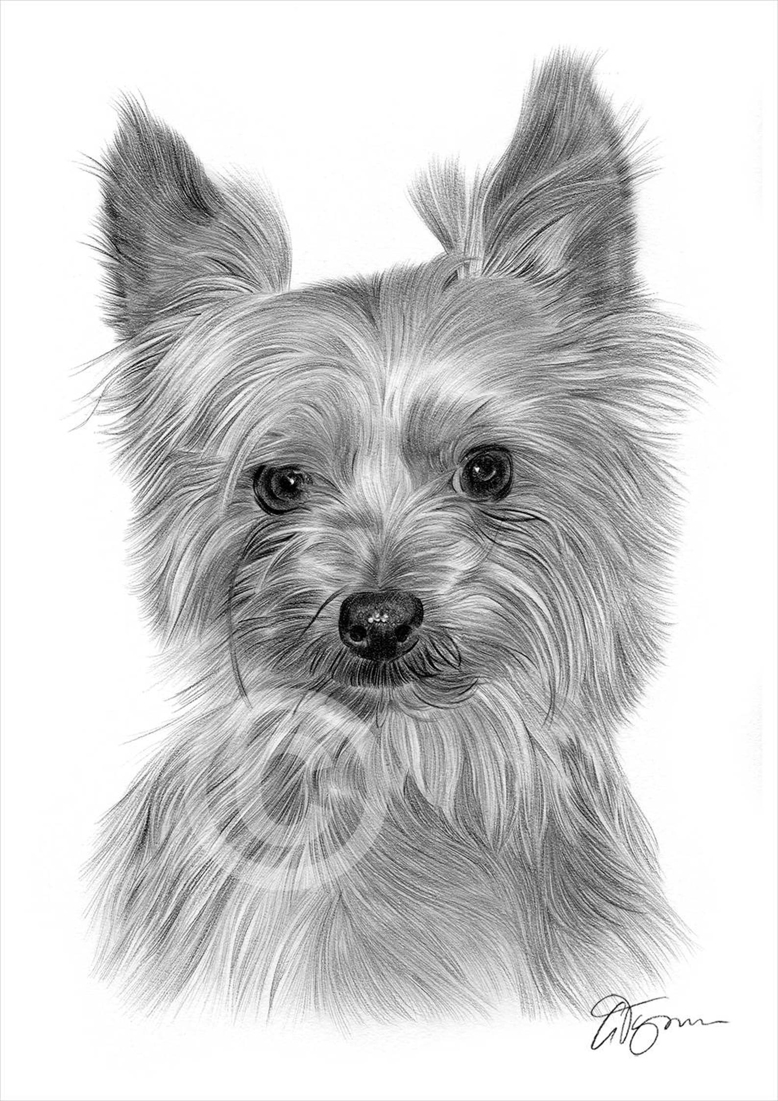 YORKSHIRE TERRIER dog pencil drawing print artwork signed by | Etsy