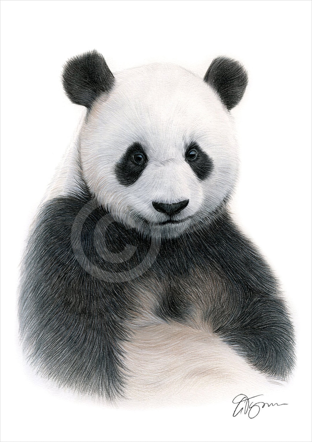 Tattoo Oso Panda Realista  Realistic animal drawings, Panda drawing,  Pencil drawings of animals