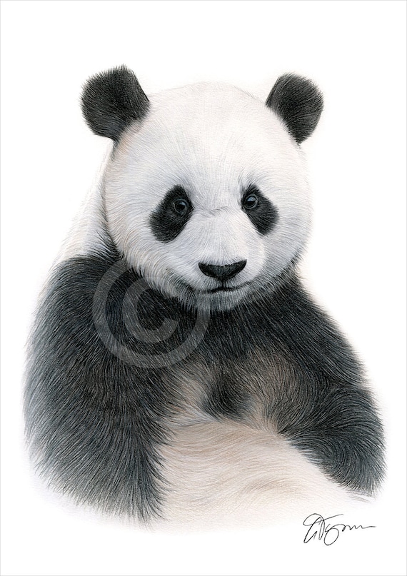 Giant Panda Color Pencil Drawing Print Wildlife Art Artwork Signed
