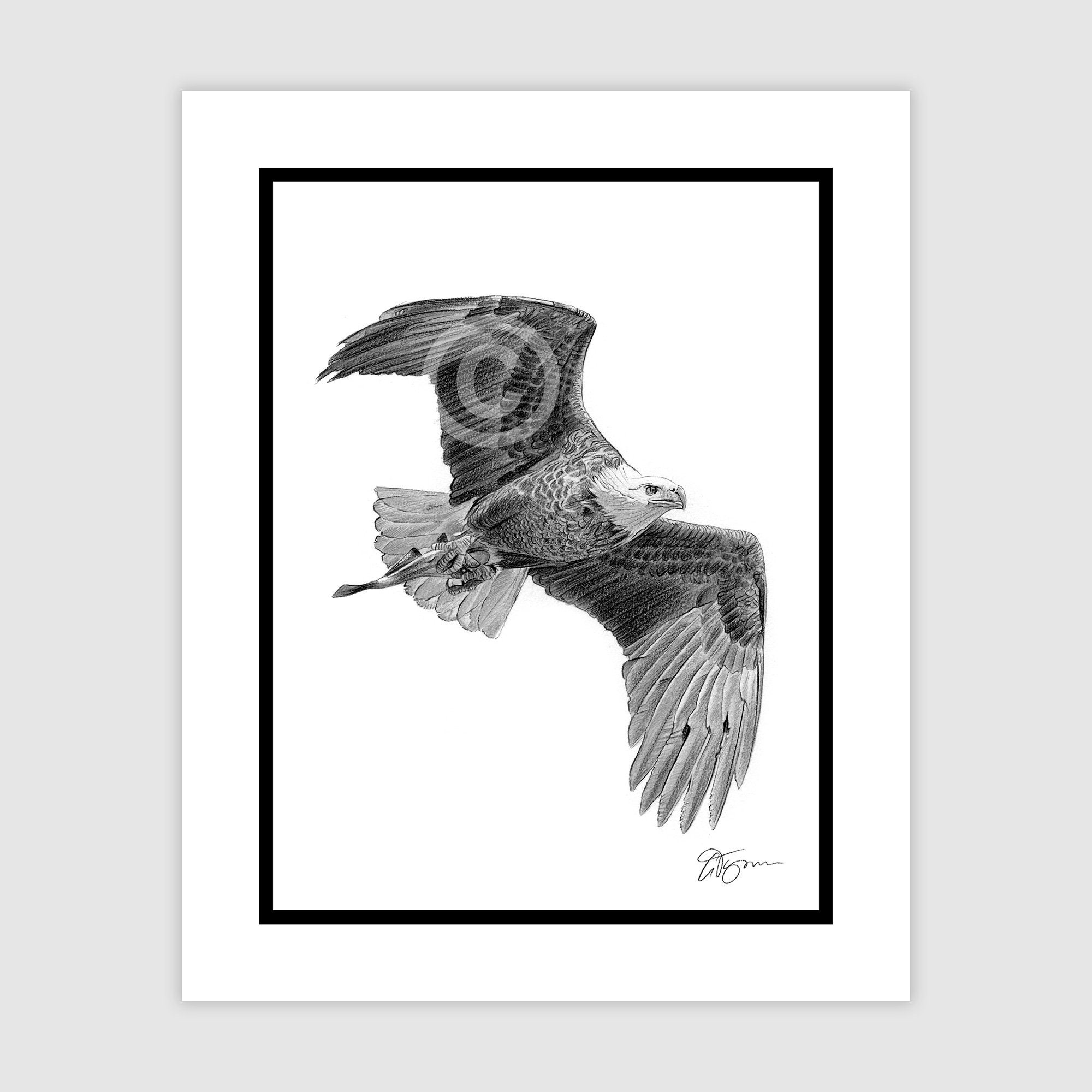 Whitebellied Sea Eagle canvas print  Fiona Francois Art