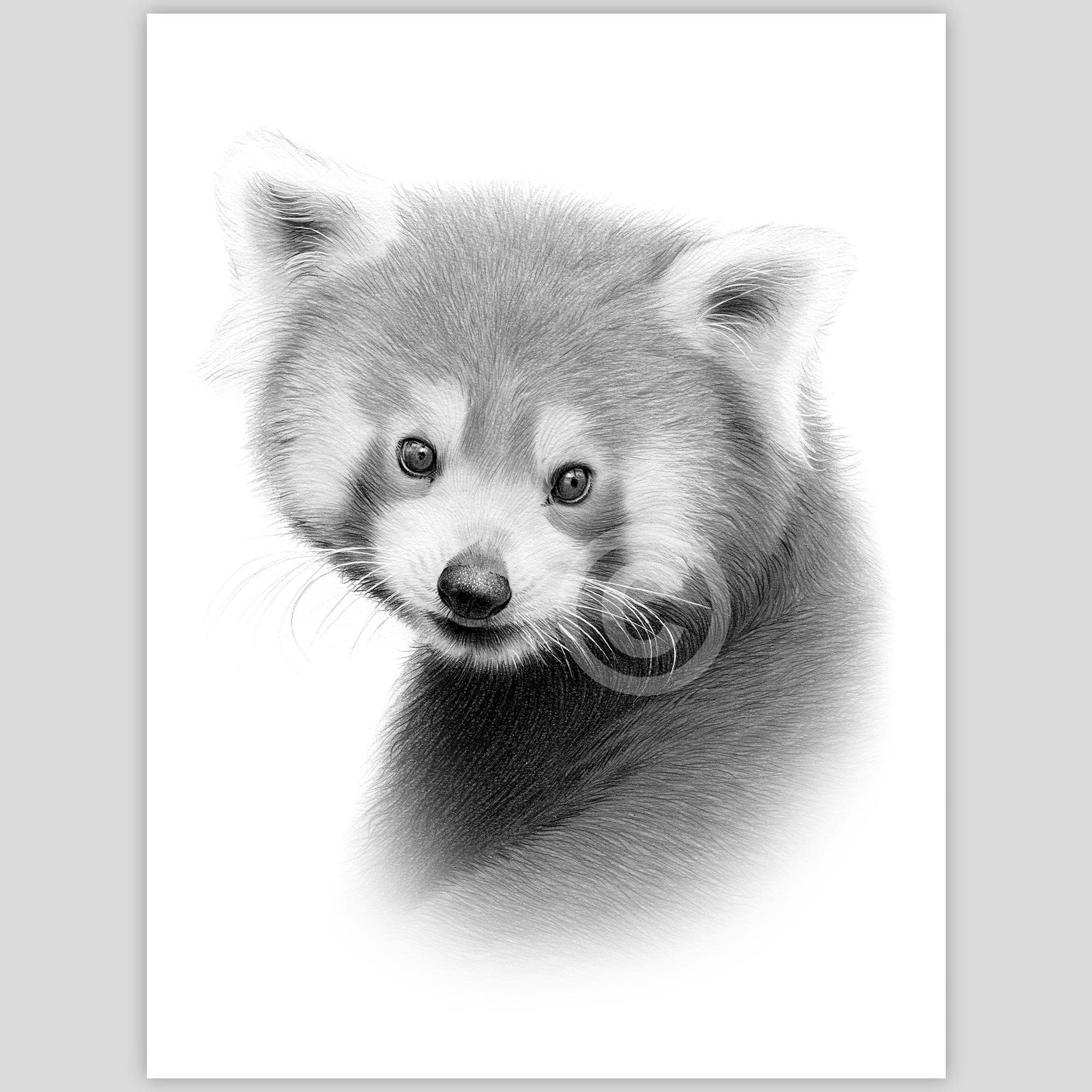 デジタルダウンロード - レッサーパンダの鉛筆画 - 英国のアーティスト