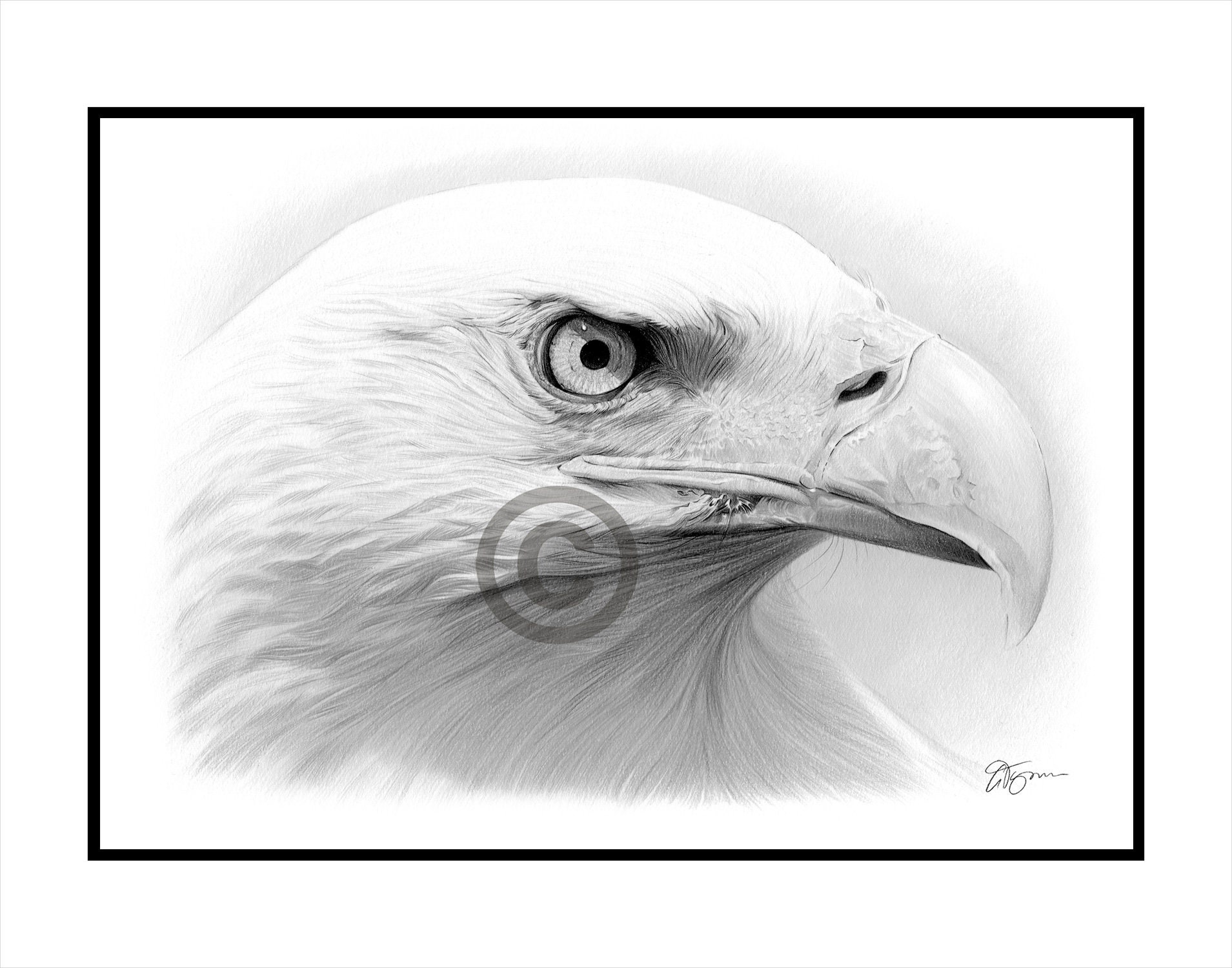 ハクトウワシ - オリジナル白黒鉛筆画 - 肖像画サイズ 11.75