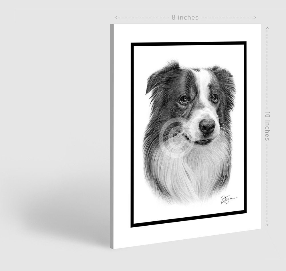 ボーダーコリーのオリジナル鉛筆画 - 犬のアート、サイン入り - Etsy 日本