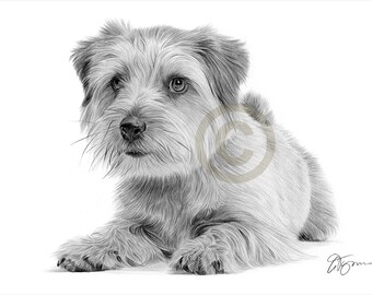 Norfolk Terrier Dog Pencil Drawing Print Size Artwork Etsy Canada Norfolk Terrier Dog Pencil Drawing Print Size Artwork Etsy Canada