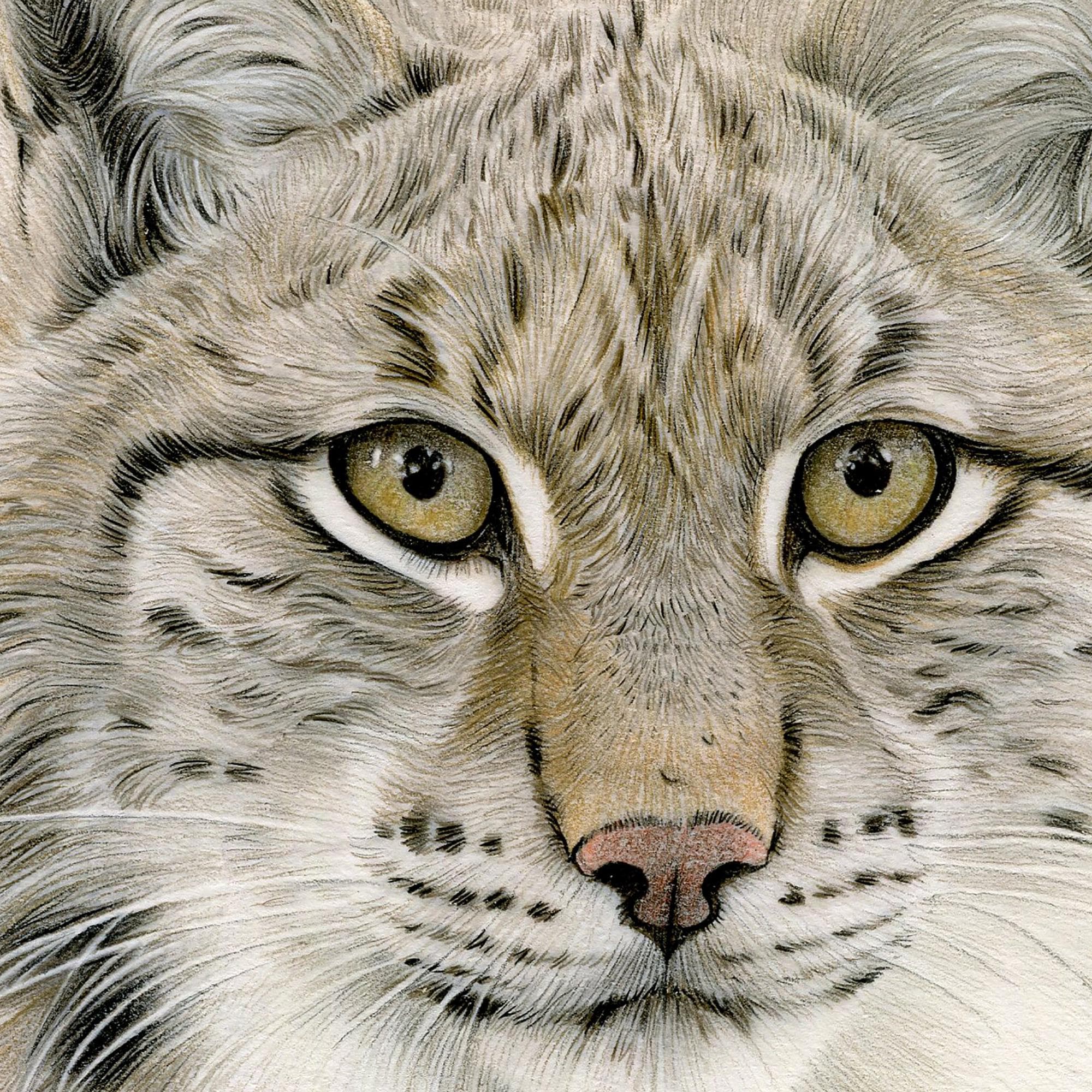 オオヤマネコの色鉛筆画プリント | 野生動物の肖像画