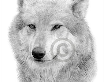 Portrait of a Grey Wolf - pencil drawing print - wildlife art - artwork signed by artist Gary Tymon - 2 sizes - Ltd Ed 50 prints only