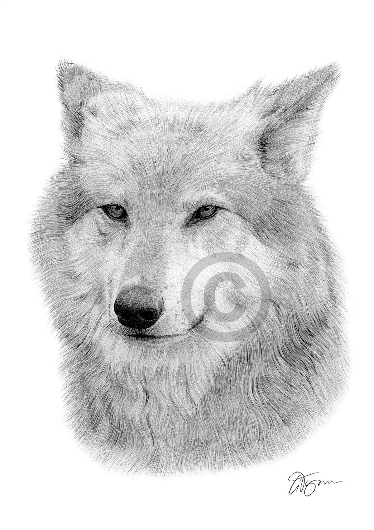 simple gray wolf drawing