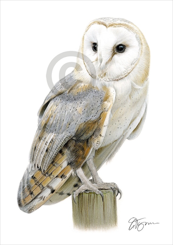 Owls Drawings In Color