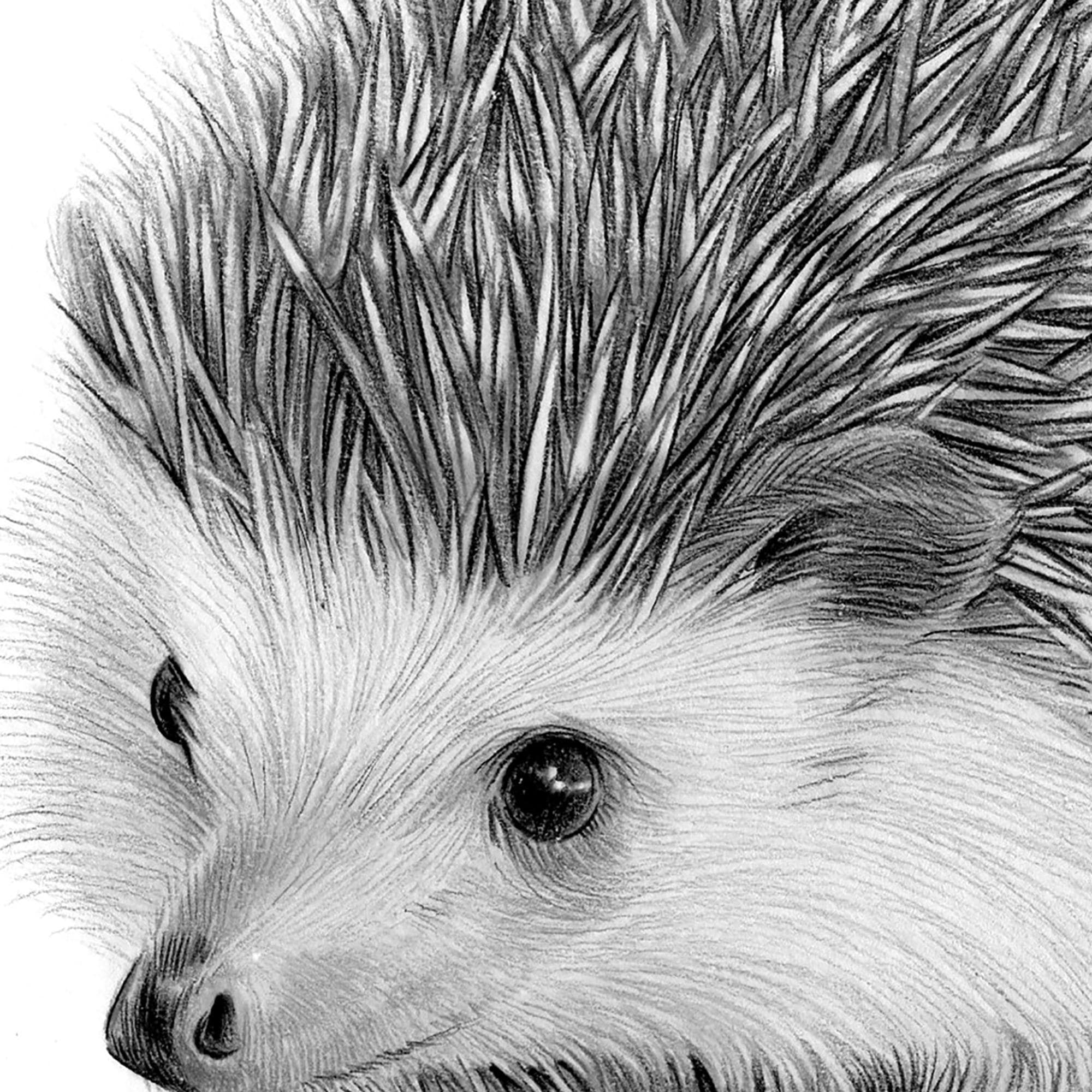 デジタルダウンロード - 若いハリネズミの鉛筆画 - 英国のアーティスト