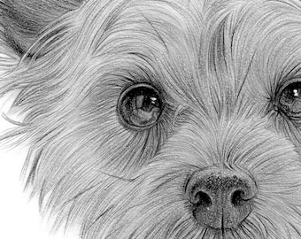 ヨークシャーテリアの子犬の鉛筆画ジクレー版画 | 2サイズ