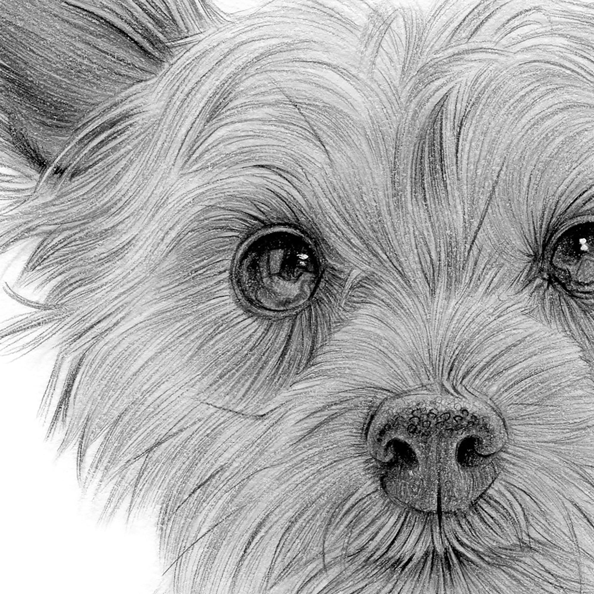 ヨークシャーテリアの子犬の鉛筆画ジクレー版画 | 2サイズ