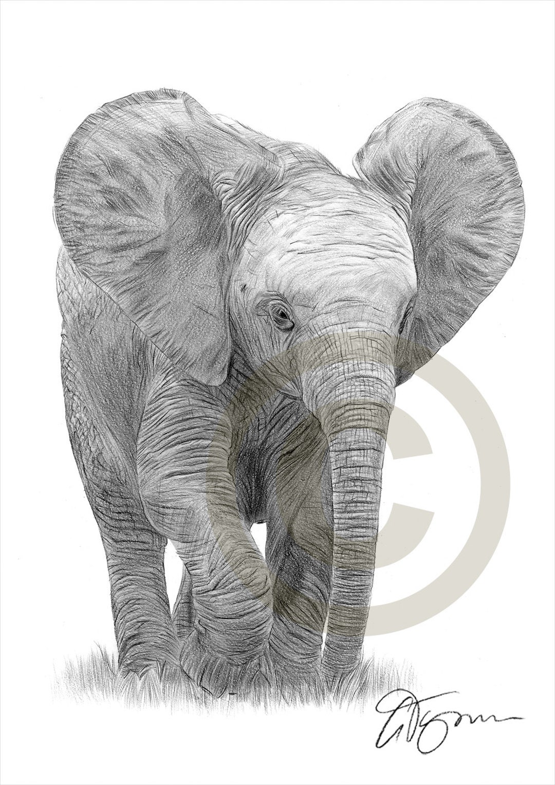 Baby Elephant Pencil Drawing Print Elephant Art Artwork Etsy UK