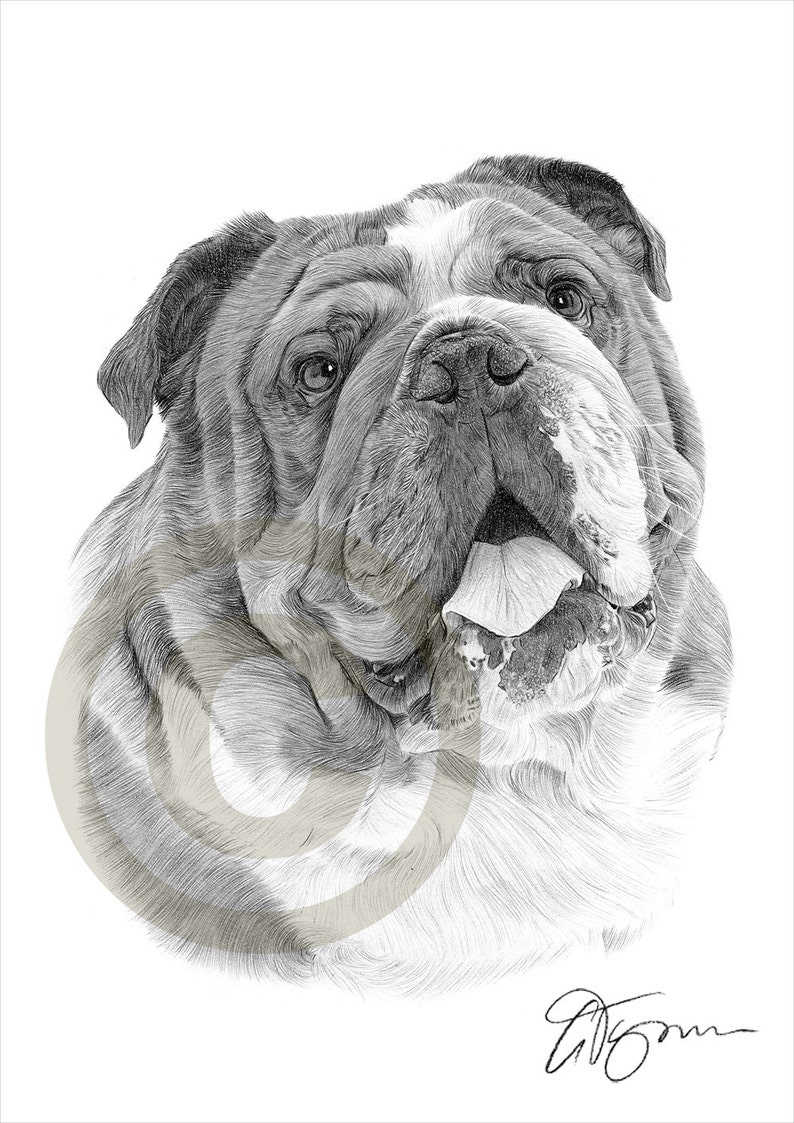 Drawings Of Old English Bulldogs ~ Pict Art Drawings Of Old English Bulldogs ~ Pict Art