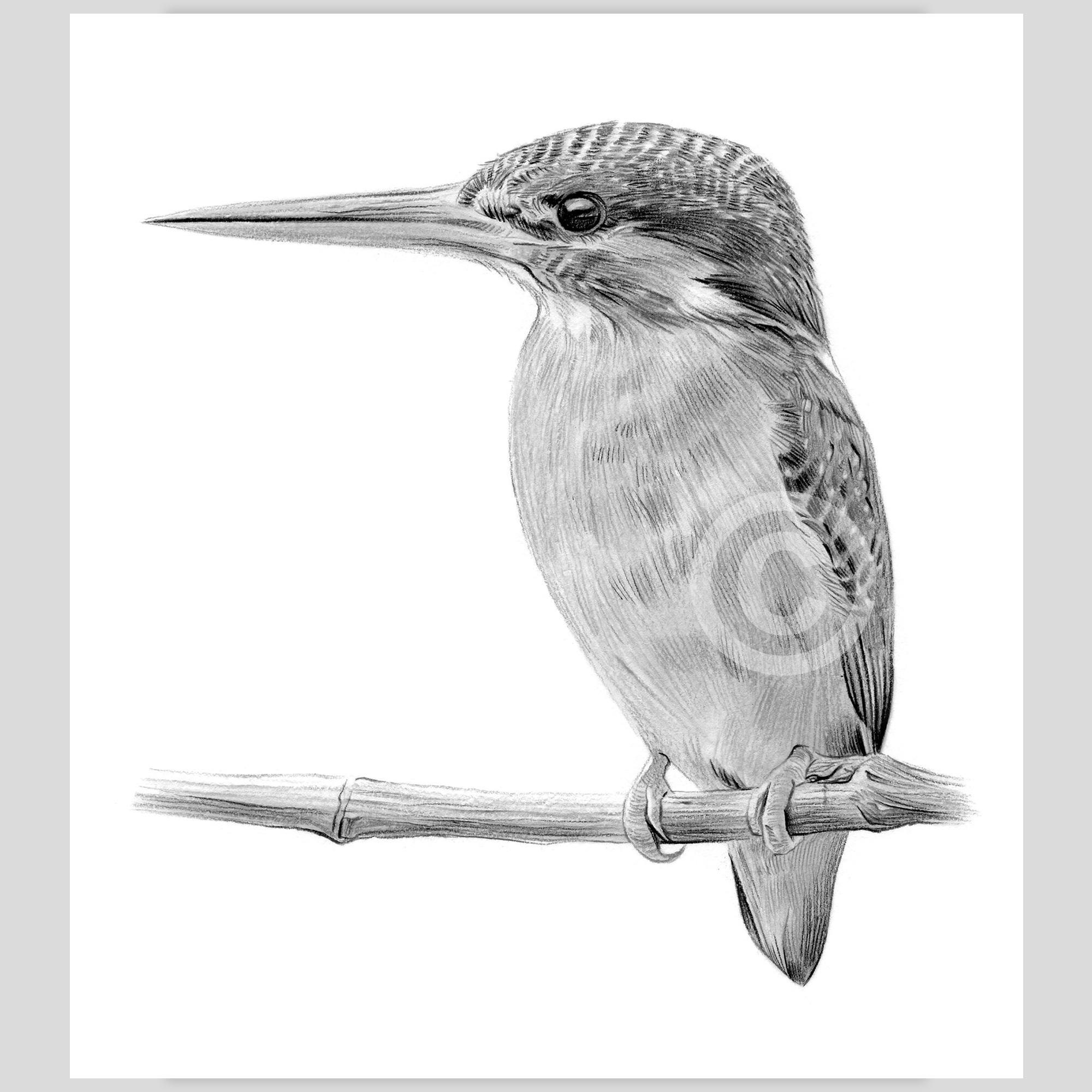 Bird Sketches(バード・スケッチズ) 【公式通販】