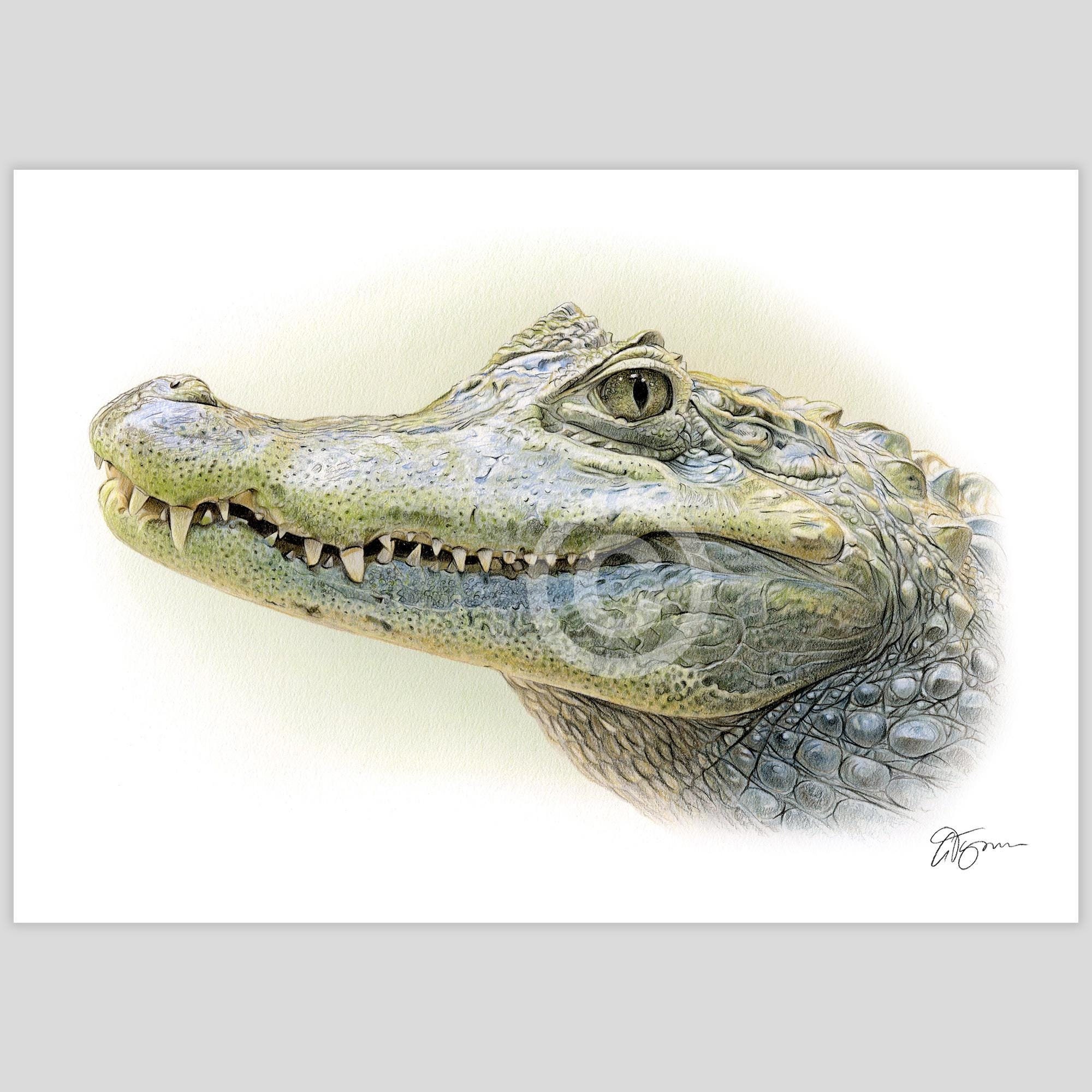 【yt】 Alligator - Color Pencil Drawing Print - Artwork Signed by