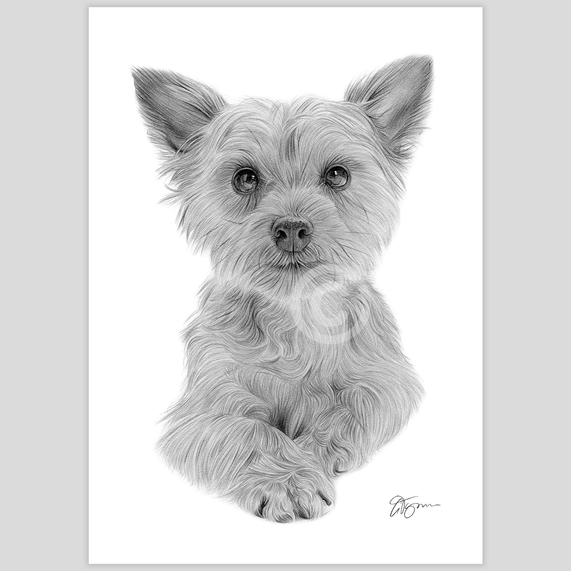 ヨークシャーテリアの子犬の鉛筆画ジクレー版画 | 2サイズ