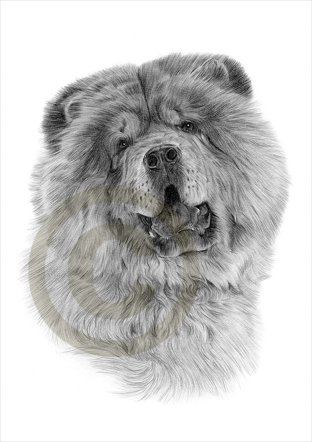 Dog Chow Chow Pencil Drawing Print A4 Size Artwork Signed by Artist ...