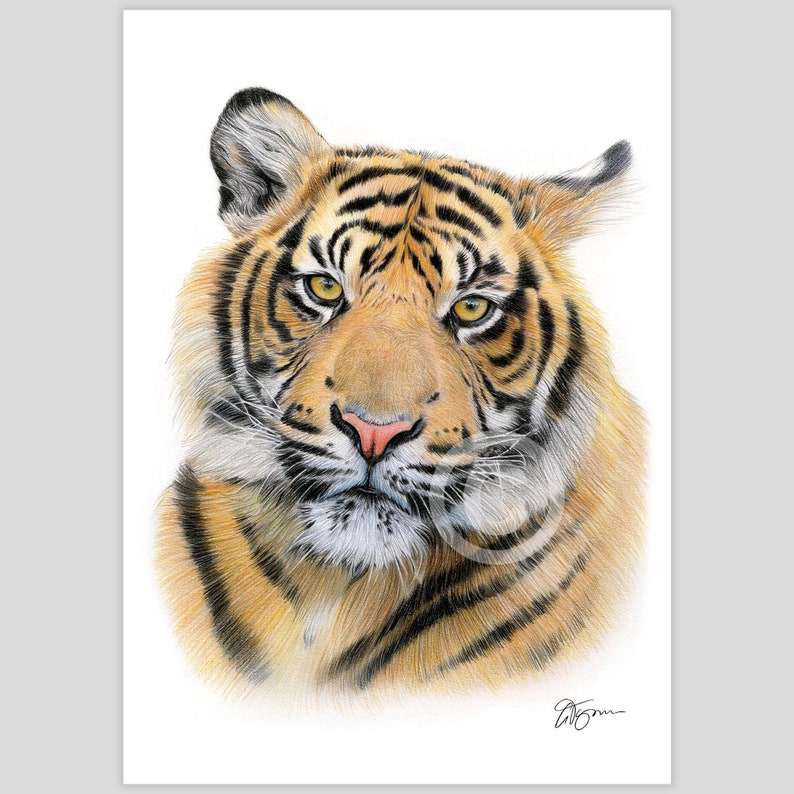 Colour pencil drawing artwork print of a Sumatran Tiger, completed by UK artist Gary Tymon.