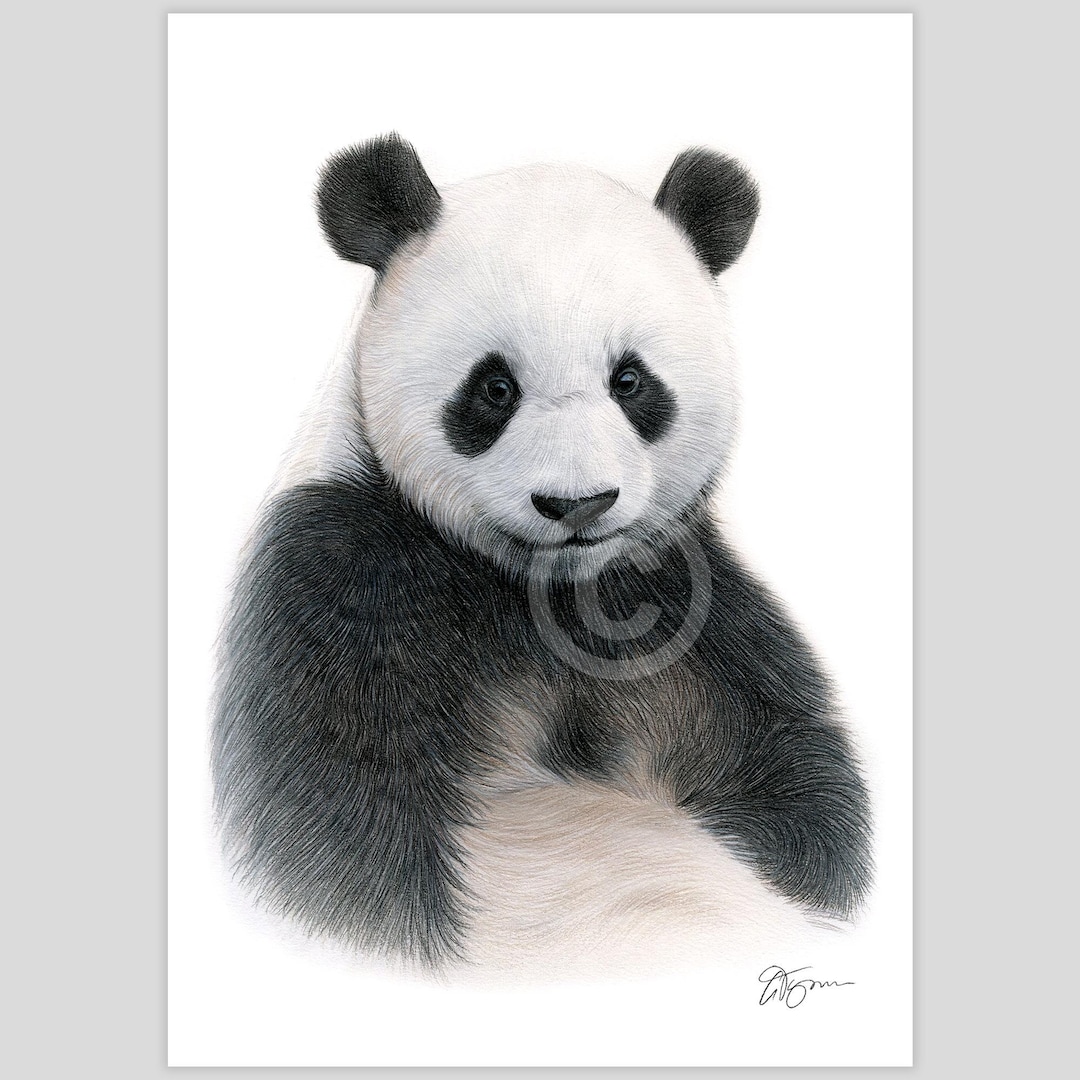 Giant Panda Art Print | Signed Color Pencil Drawing, Wildlife Portrait ...