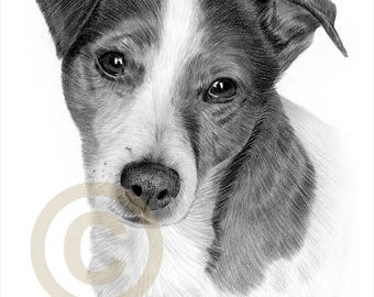 Jack Russell Terrier - pencil drawing print - artwork signed by artist Gary Tymon - 2 sizes - Ltd Ed 50 prints only - pencil portrait