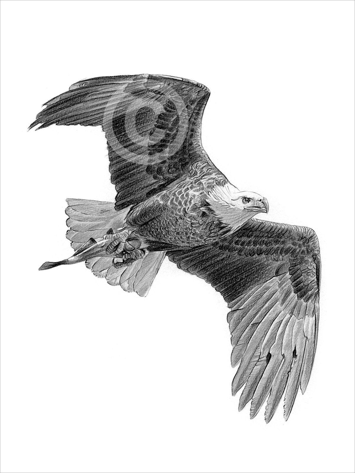 Buy Eagle in Flight Artwork Bald Eagle Pencil Drawing Print Online in India   Etsy