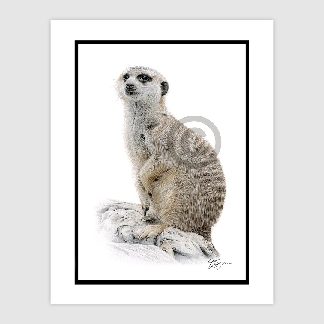 Meerkat Original Color Pencil Drawing Portrait Size A4 11 75 X 8 25 meerkat-original-color-pencil-drawing-portrait-size-a4-11-75-x-8-25